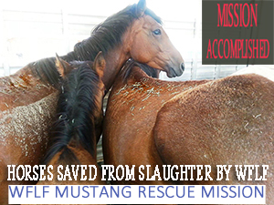 at risk mares and foals saved from slaughter